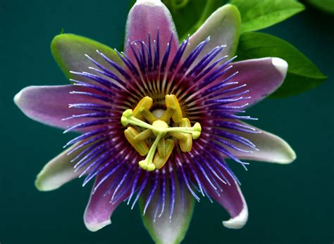 passion fruit flower facts